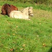 Fjordhest Jippo *SOLGT*