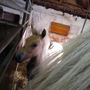 Fjordhest Jippo *SOLGT*