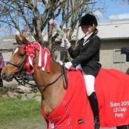 Welsh Pony (sec B) Bjerregårds Zenta