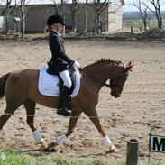 Welsh Pony (sec B) Bjerregårds Zenta