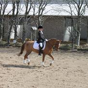 Welsh Pony (sec B) Bjerregårds Zenta