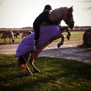 Haflinger Anastacia (stasse)<3<3<3