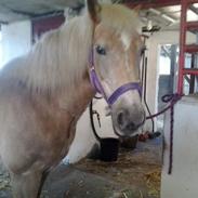 Haflinger Anastacia (stasse)<3<3<3