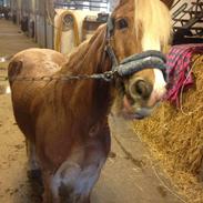 Anden særlig race Mac Gregor/Mags<333