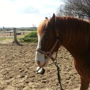 Welsh Pony (sec B) West Side Blue Hit