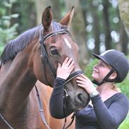 Dansk Varmblod Patrisia