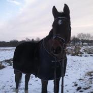 Dansk Varmblod Patrisia