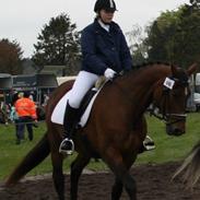 Dansk Varmblod Patrisia