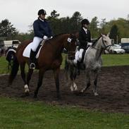 Dansk Varmblod Patrisia