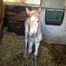 Haflinger Valencia Mosbøl