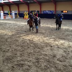 Irsk Sportspony Woodfield princess 