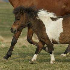 Shetlænder Piilgaardens Little Miss Molly Moonlight