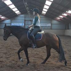 Hannoveraner Raedkaers Wayona