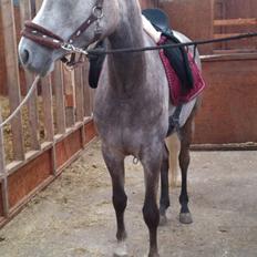 Arabisk fuldblod (OX) Helleruphus Wilamina(gammel part)