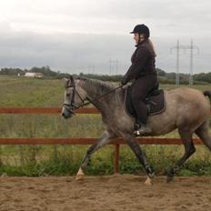 Arabisk fuldblod (OX) Helleruphus Wilamina(gammel part)