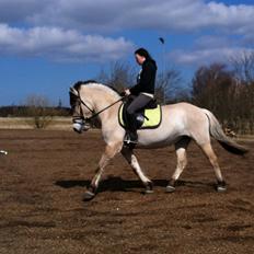 Fjordhest Hellebert`s Musse "solgt"