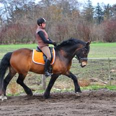 Anden særlig race Elmegårdens Mogcy