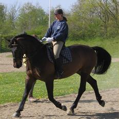 Dansk Varmblod Julandias Balou (Tidl.hest)