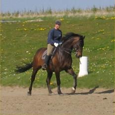 Dansk Varmblod Julandias Balou (Tidl.hest)
