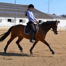 DSP Skovly's Mendoza-Brown ¤Prinsessen¤