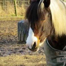 Pinto Svalegårdens Amalie