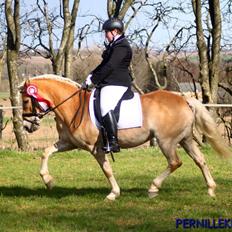 Tyroler Haflinger Sigruna *Haffer*[Tidl. Hest]
