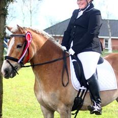 Tyroler Haflinger Sigruna *Haffer*[Tidl. Hest]