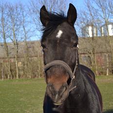 Anden særlig race Taura