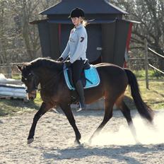 New Forest Ørsted's Mr. Makron