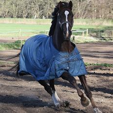 Dansk Varmblod Ny Aagaards Romandino