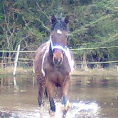 Barockpinto Braveheart