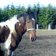 Barockpinto Braveheart