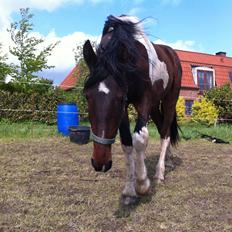 Barockpinto Braveheart