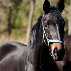 Dansk Varmblod Langeskovs Diablo