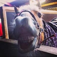 Haflinger Alvaro - SOLGT