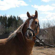 Haflinger Alvaro - SOLGT