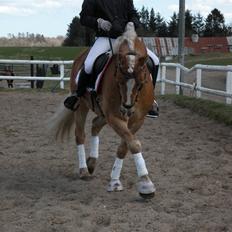 Haflinger Alvaro - SOLGT
