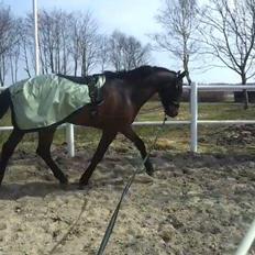 Welsh Partbred (Sec F) Filur