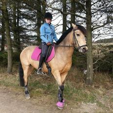 Hollandsk Sportspony Valerie <3