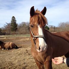 Welsh Cob (sec D) Okali D'alloue * Drømme ponyen*