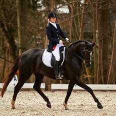 Dansk Varmblod Springborgs Ackeleje