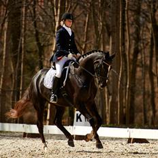 Dansk Varmblod Springborgs Ackeleje