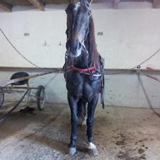 Traver Dream Quantarie<3
