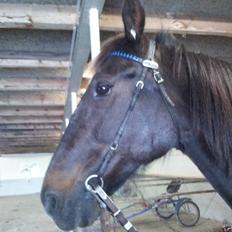 Traver Dream Quantarie<3