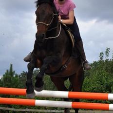 Anden særlig race Rocky