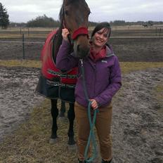 Dansk Varmblod Monique (Mini)