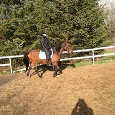 Arabisk fuldblod (OX) E salta