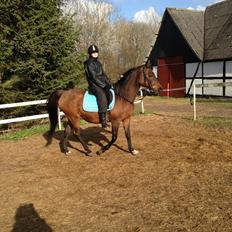 Arabisk fuldblod (OX) E salta