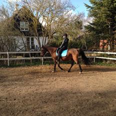 Arabisk fuldblod (OX) E salta