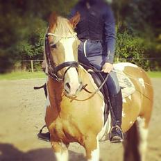 Anden særlig race Timon (Nordea's Bommert)